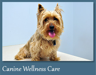 Wellness Care for Dogs
