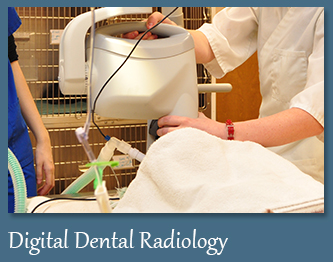 Digital Dental X-Rays for Pets