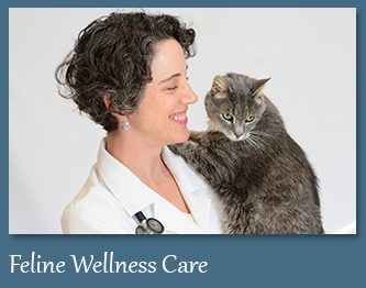 Wellness Care for Cats