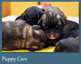 Wellness Care for Puppies