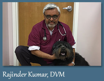 kumar pet clinic