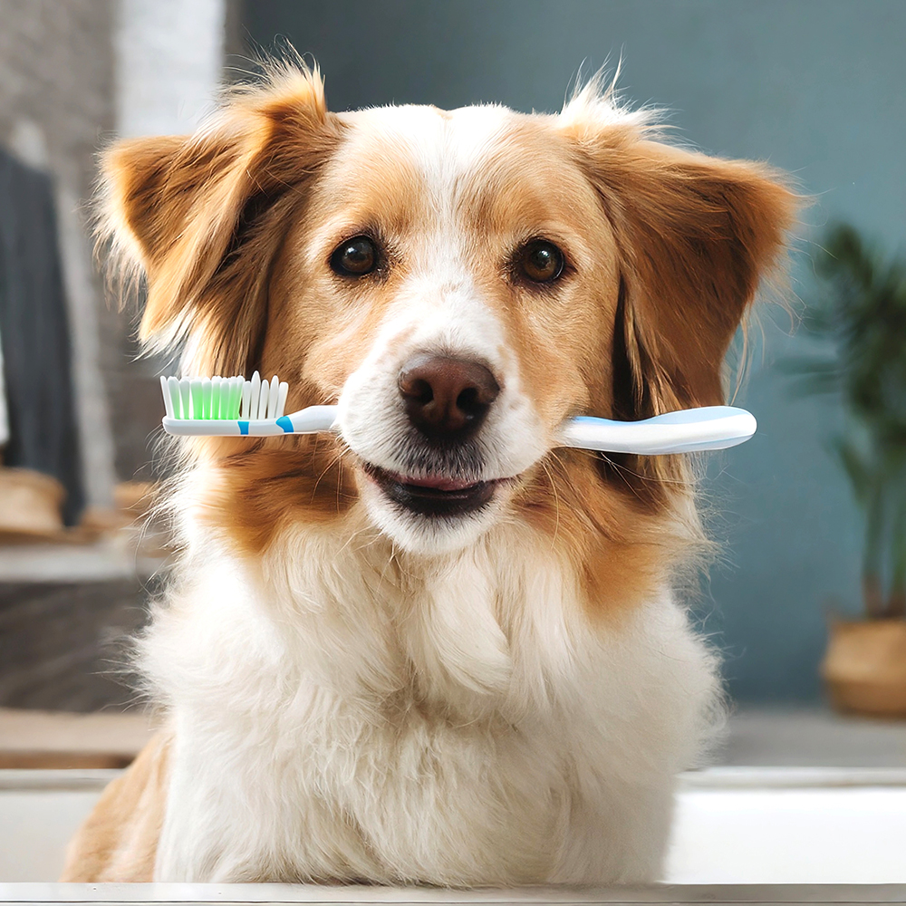 Pet Dentistry in Mt. Prospect, IL