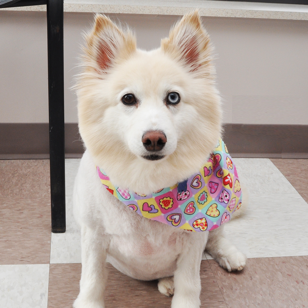 Pet Grooming in Mt. Prospect, IL