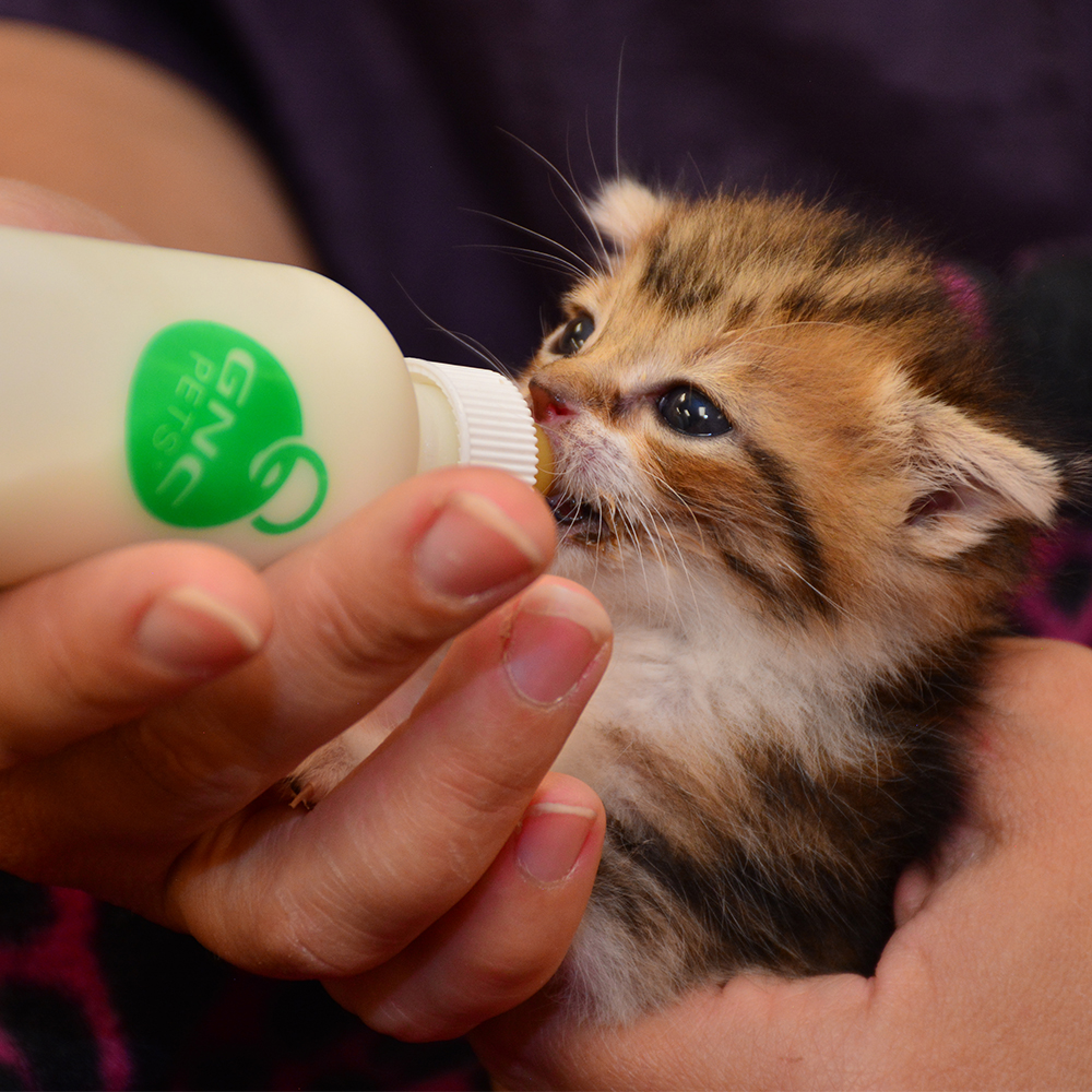 kitten wellness care